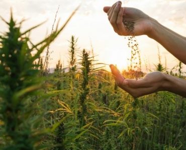 What Enables Us to Buy Marijuana Seeds Online?