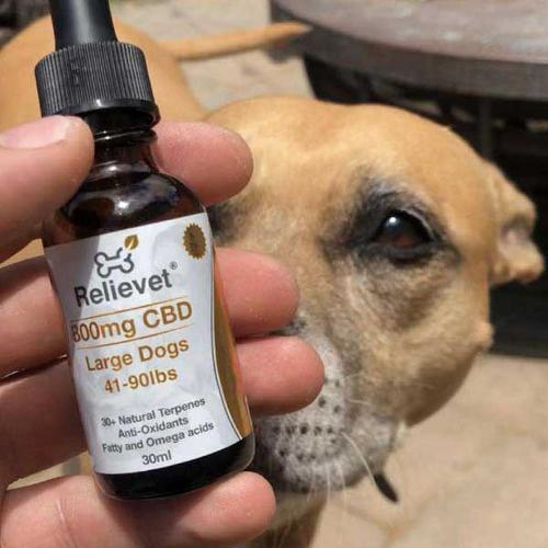 BEST CBD OILS THAT CAN BE GIVEN TO THE DOGS