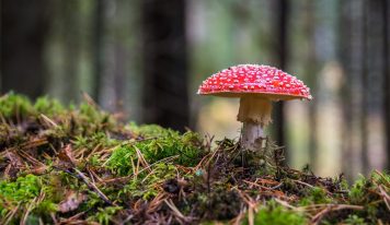 What are the advantages of buying high-quality mushrooms?