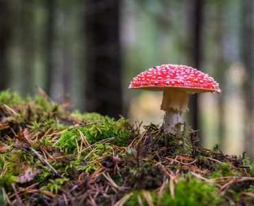 What are the advantages of buying high-quality mushrooms?